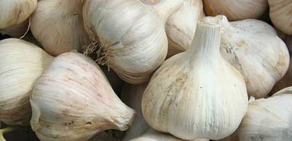 garlic